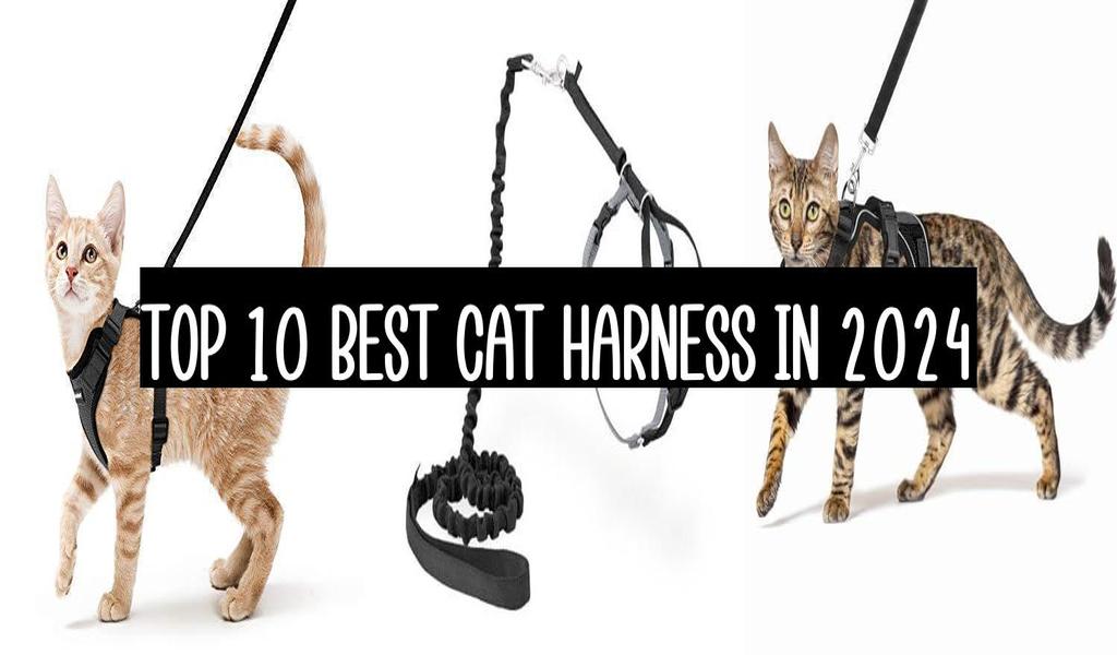 Top 10 Best Cat Harness In 2024