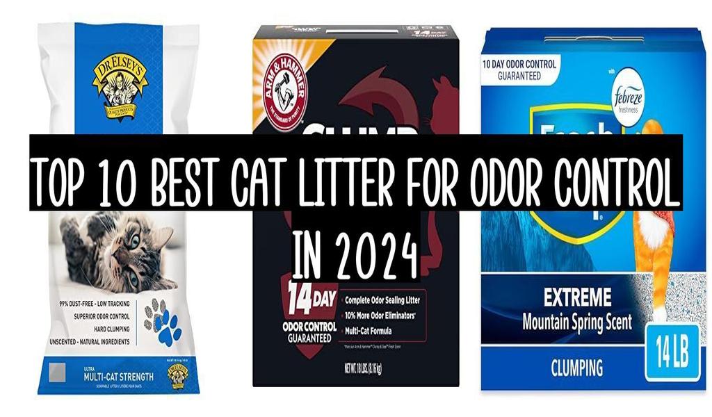 Top 10 Best Cat Litter For Odor Control In 2024